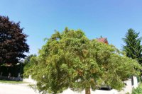 StillerTec Baum