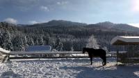 Gut Aiderbichl in Henndorf Österreich Advent Winter 