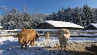 Gut Aiderbichl in Henndorf Österreich Advent Winter Rinder