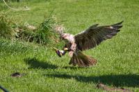 Greifvogel im Wildpark Oberreith