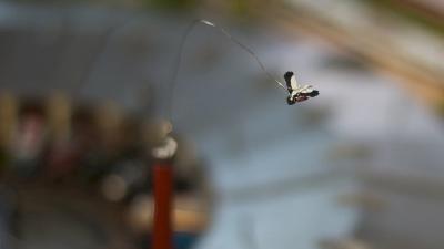 Modell der Lokwelt Freilassing im Maßstab 1:220 Spur Z Storch im Flug um den Schornstein